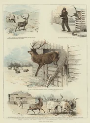 Enkele scènes uit het leven van Sutherland, ons tamme hert